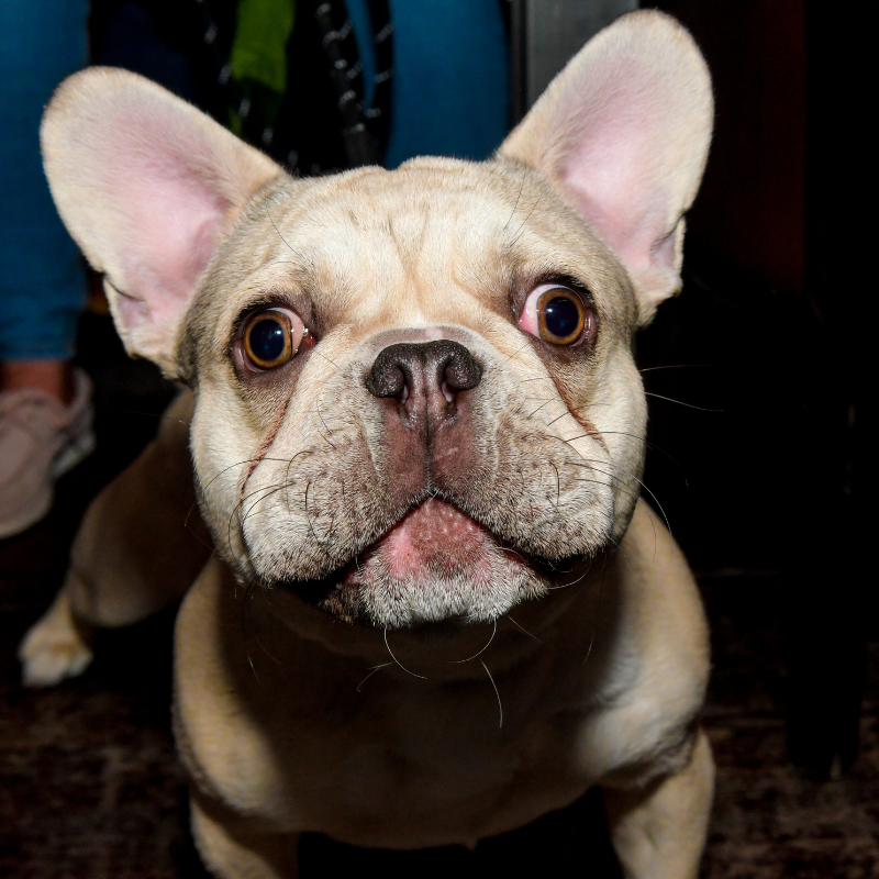Cute Dog Cute Dog