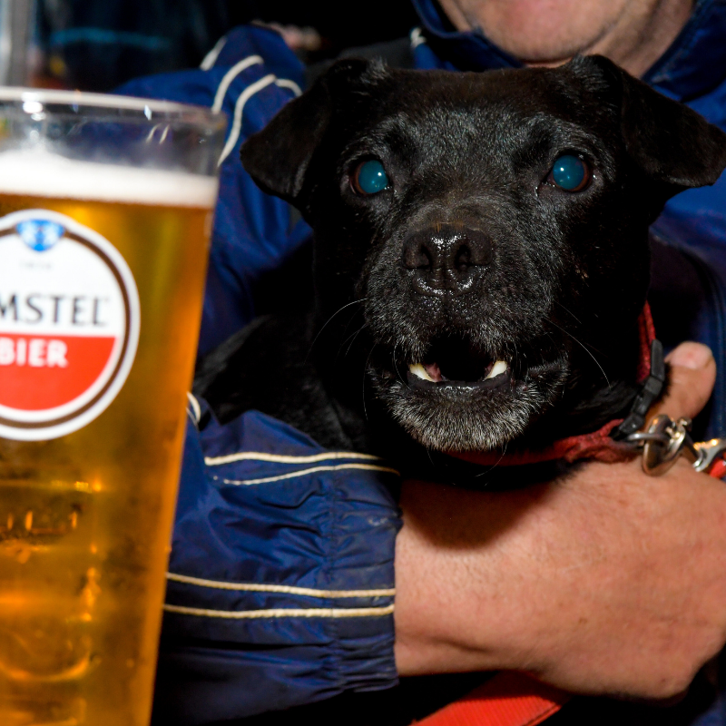 Dog Friendly Pub Bournemouth